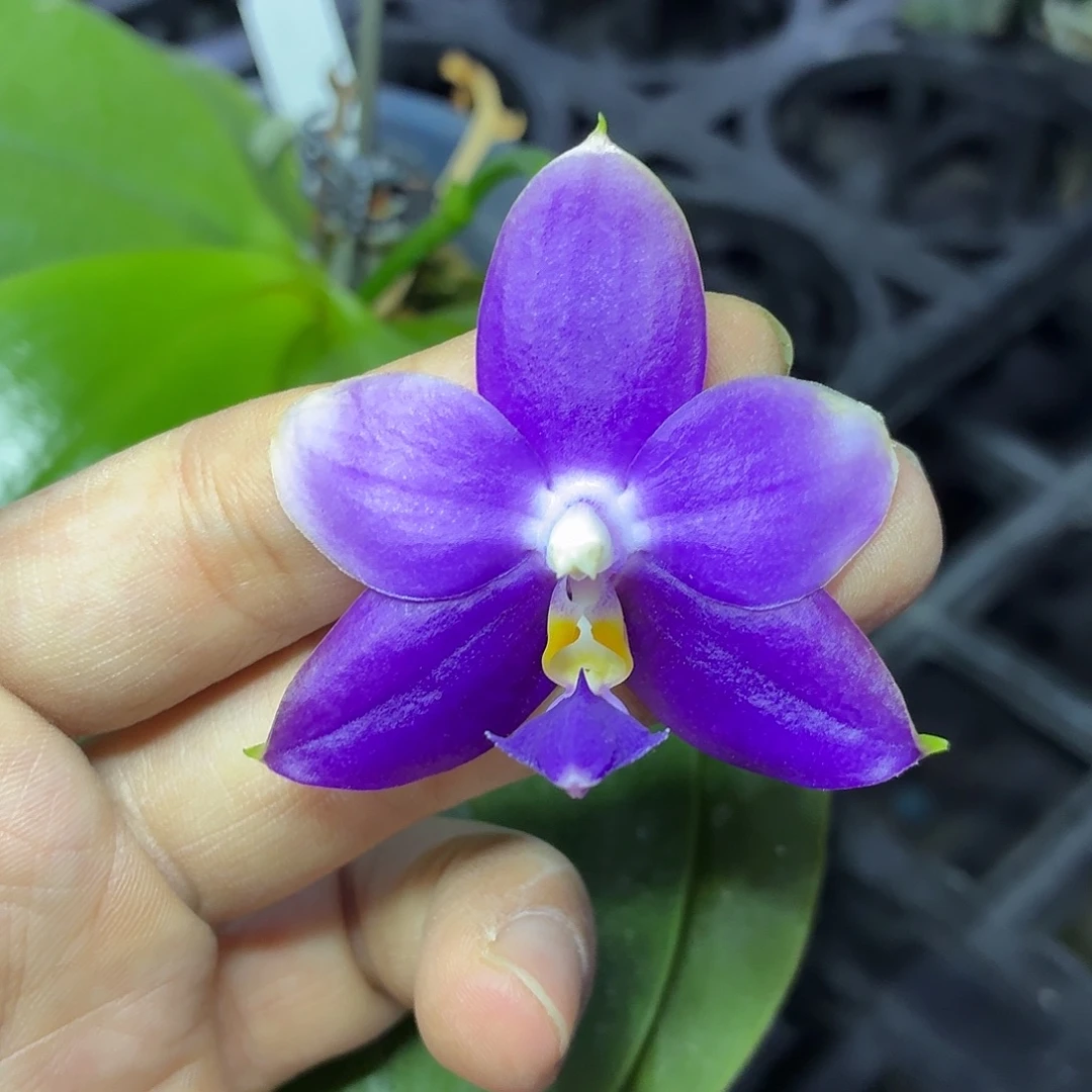 当前无花朵，栽培后可花朵A904yss1181