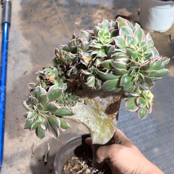 灿烂缀1537法师多肉