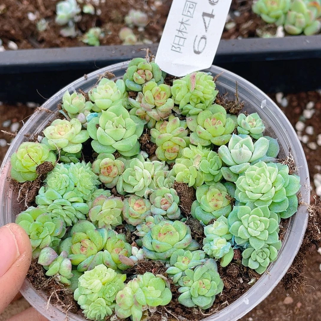 多肉植物多肉植物646