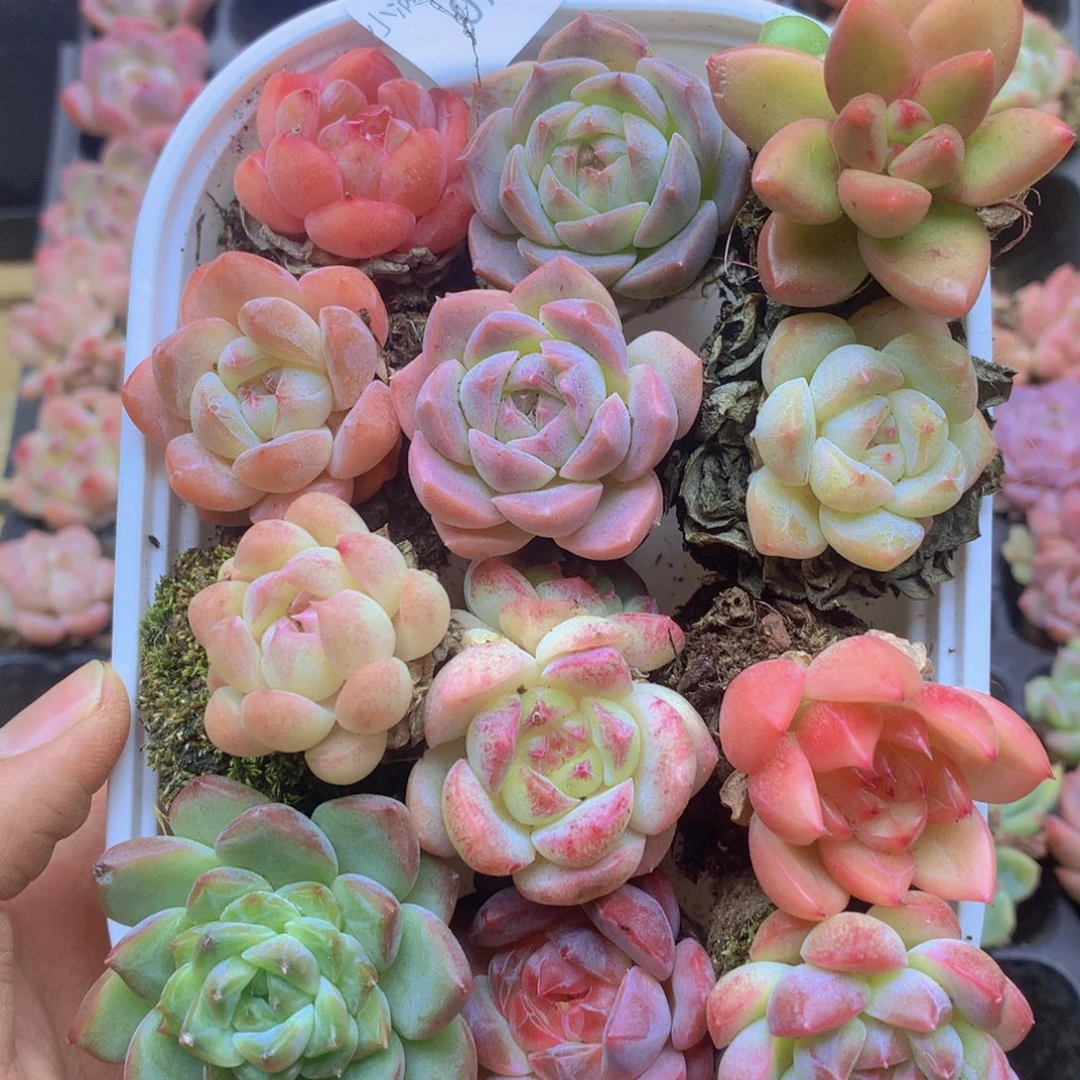 我也不知道我为什么会077