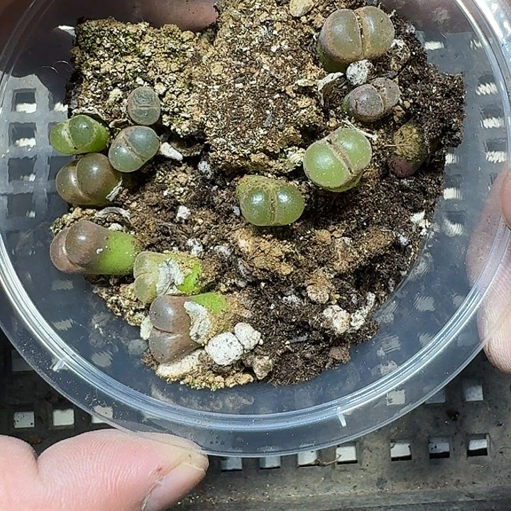 79 多肉植物多肉植物