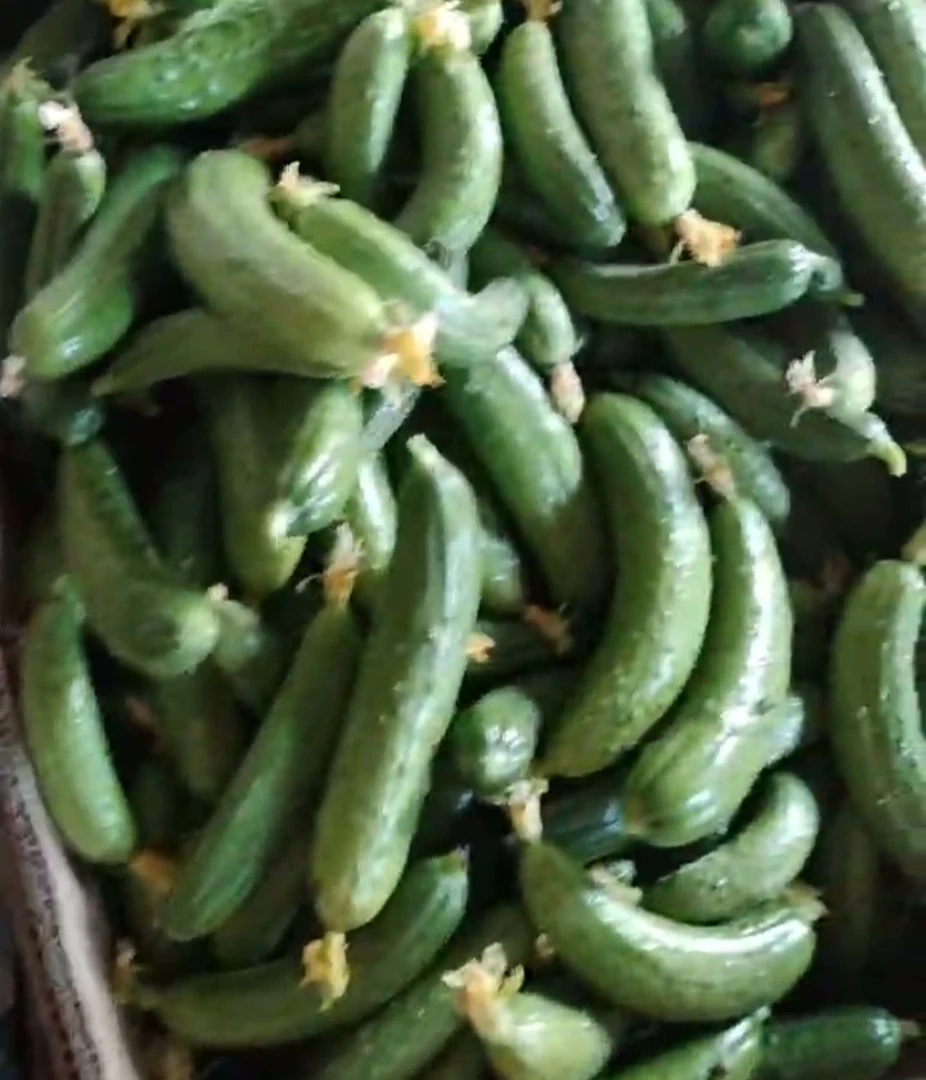 东北旱黄瓜漏子5斤