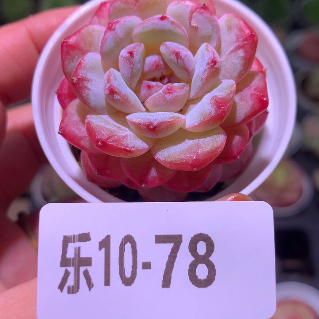 乐然10-78 雪颜玉