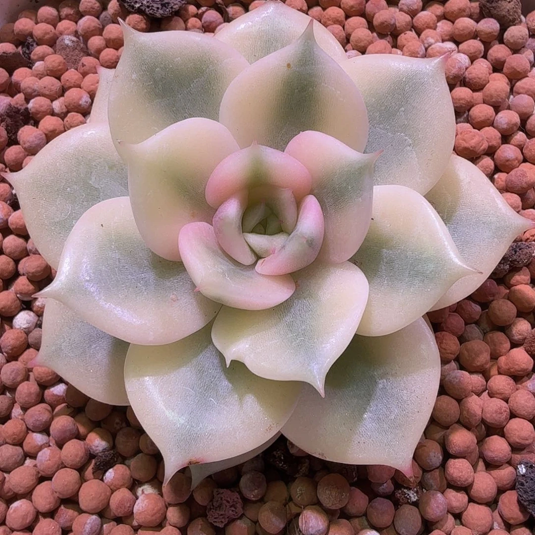 贝加尔湖锦，多肉植物