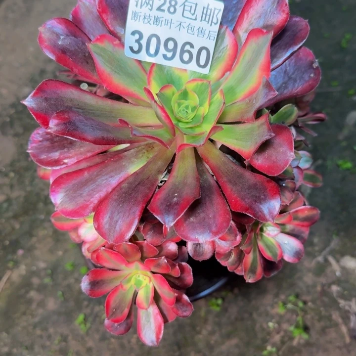 30960美杜莎多肉植物