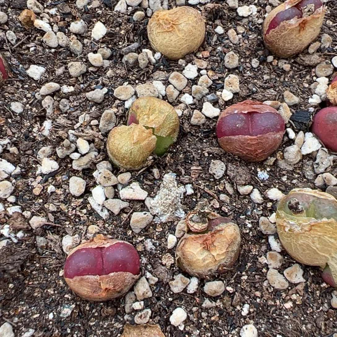 量拍吕氏毛汉尼一颗