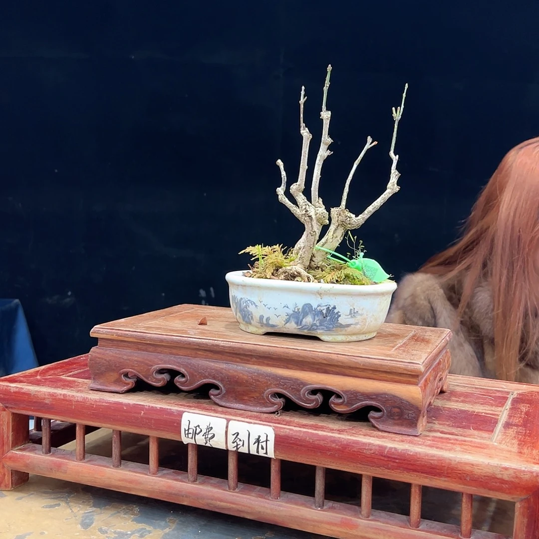 擦***过无花朵杜鹃花的诗作