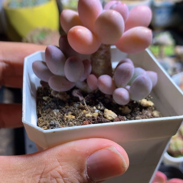 精控汤圆一物一拍