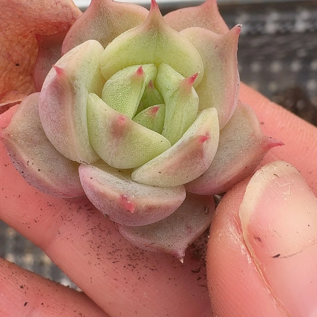 谢***菊贝加尔湖覆轮一物一拍