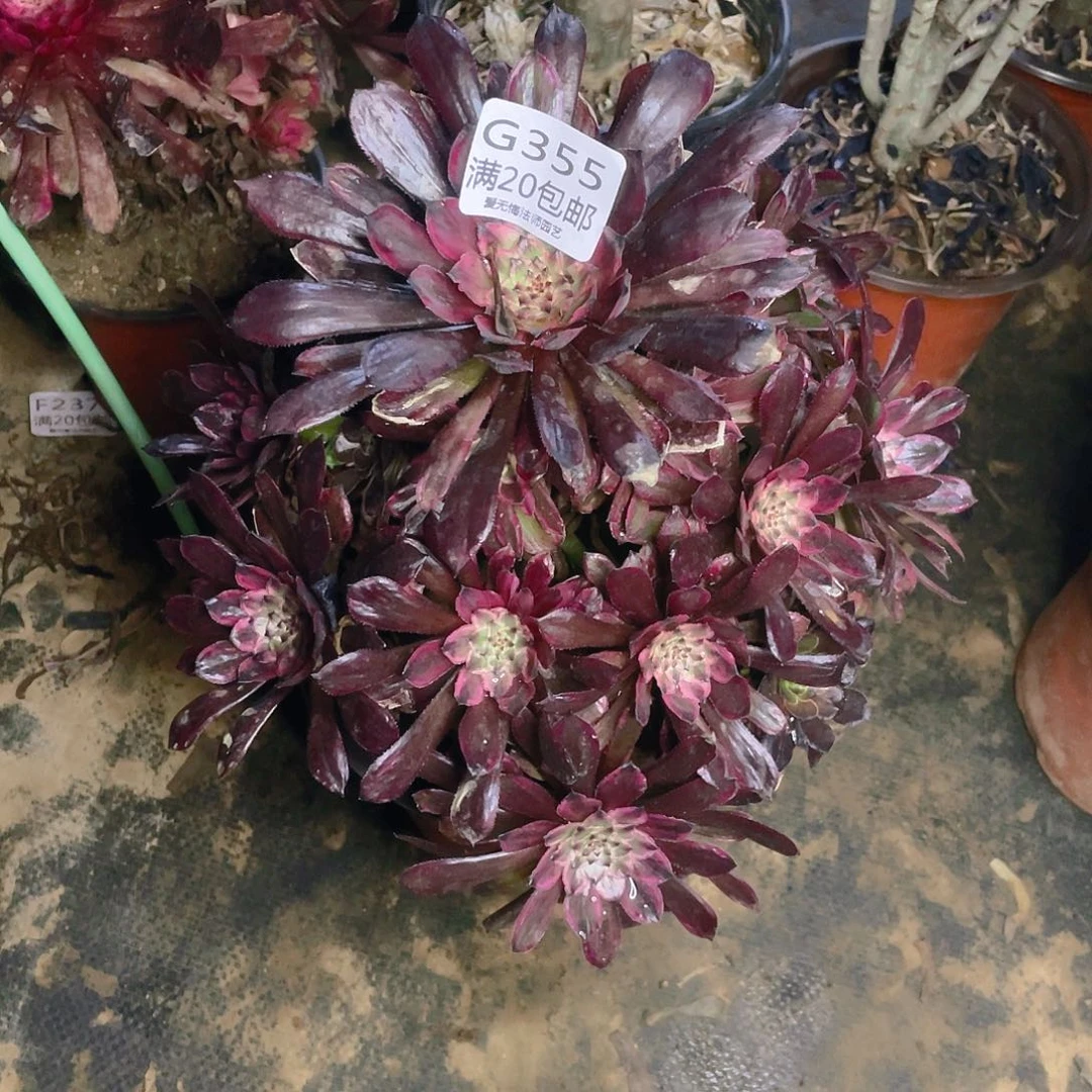 355紫霞仙子多肉有伤