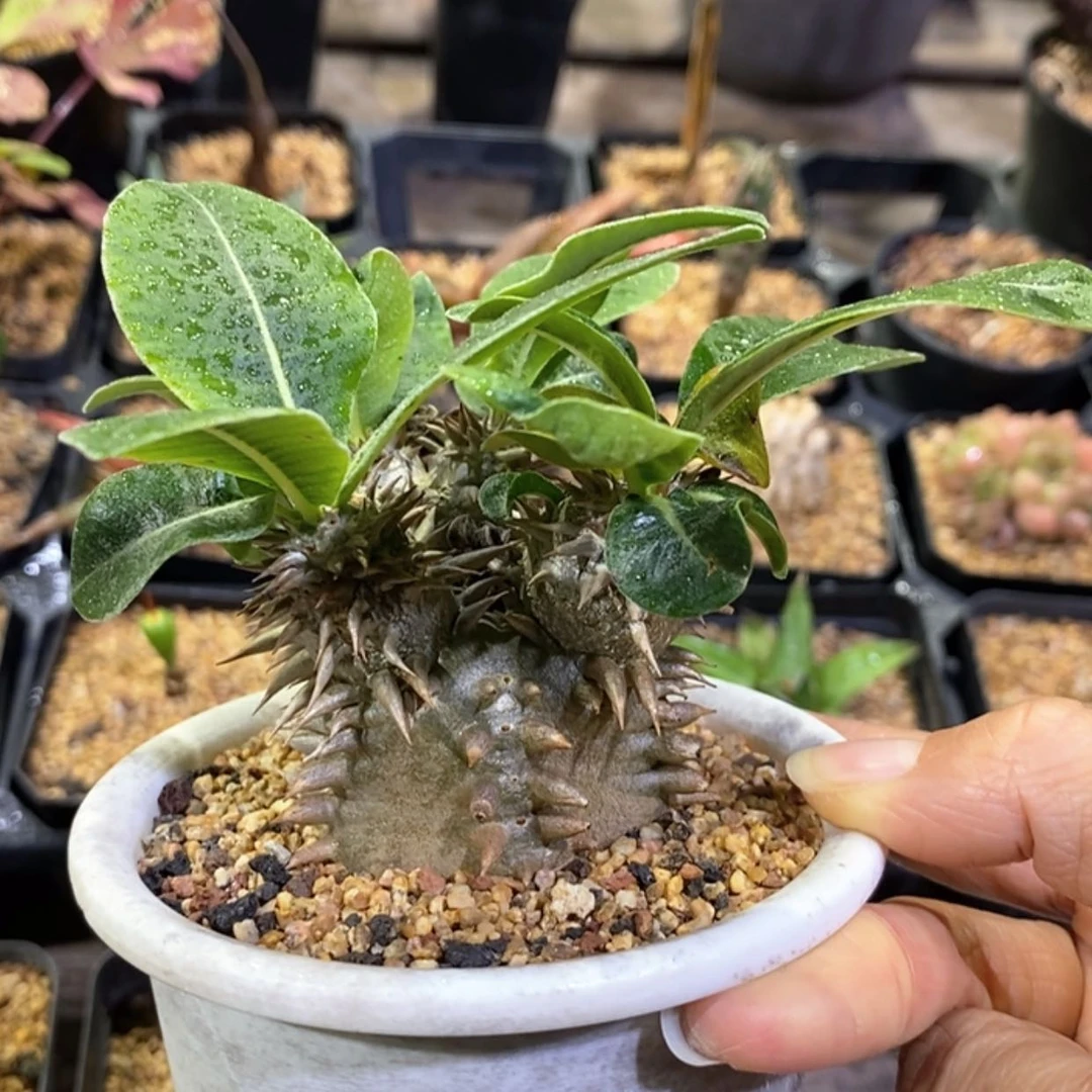 【闪购商品】惠比大黑