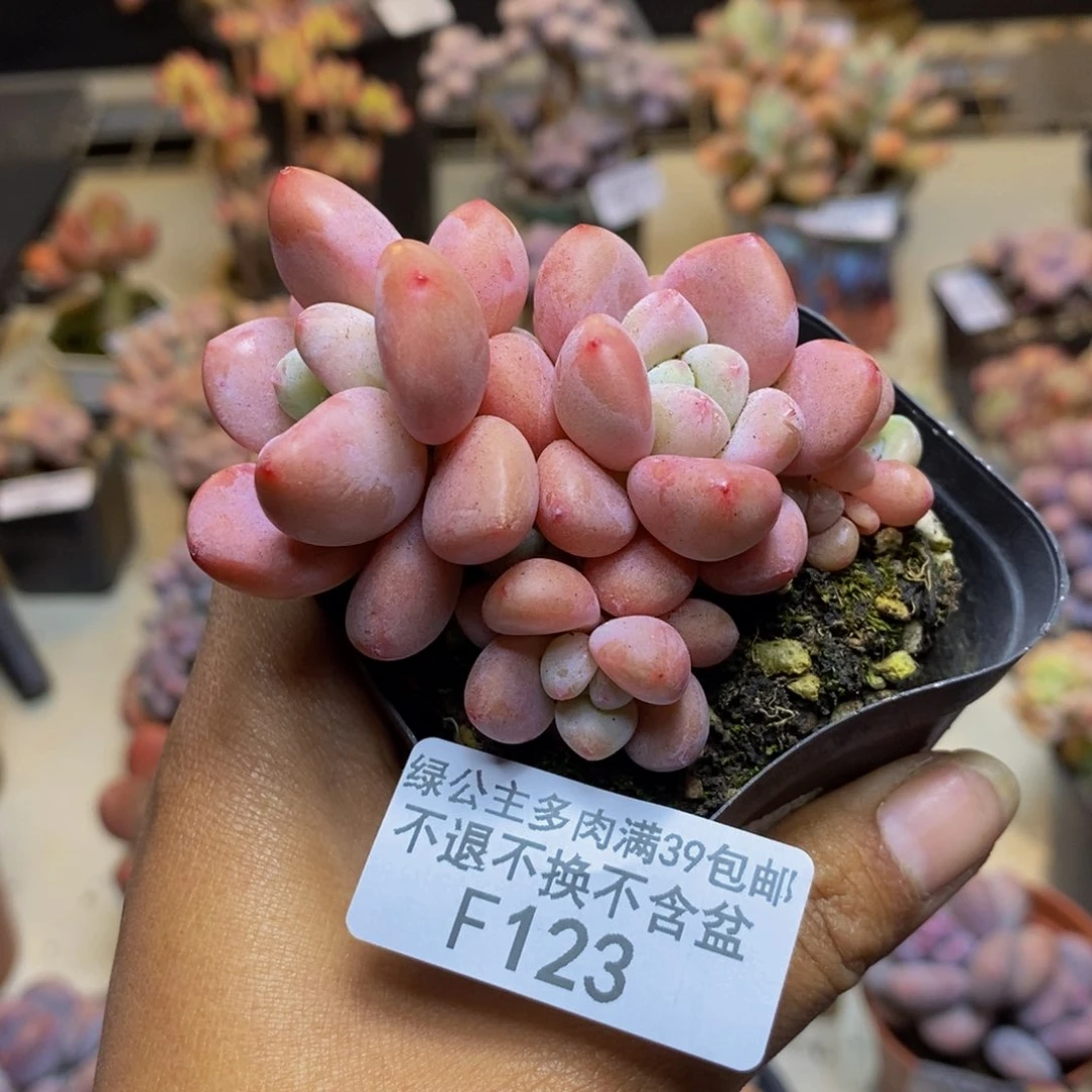 123樱花洛神多肉5cm