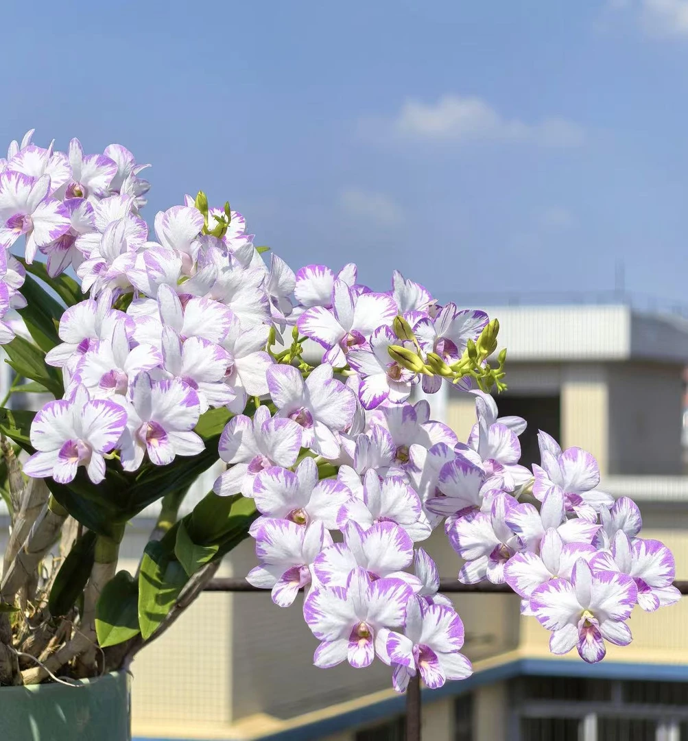 【李先生】石斛兰（泼墨！）室内阳台观赏花