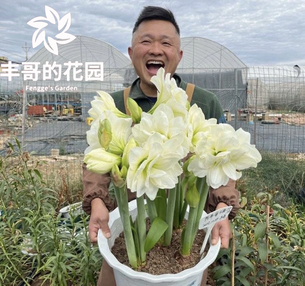 自然球《阿弗雷直径5+》1颗白色重瓣朱顶红种球