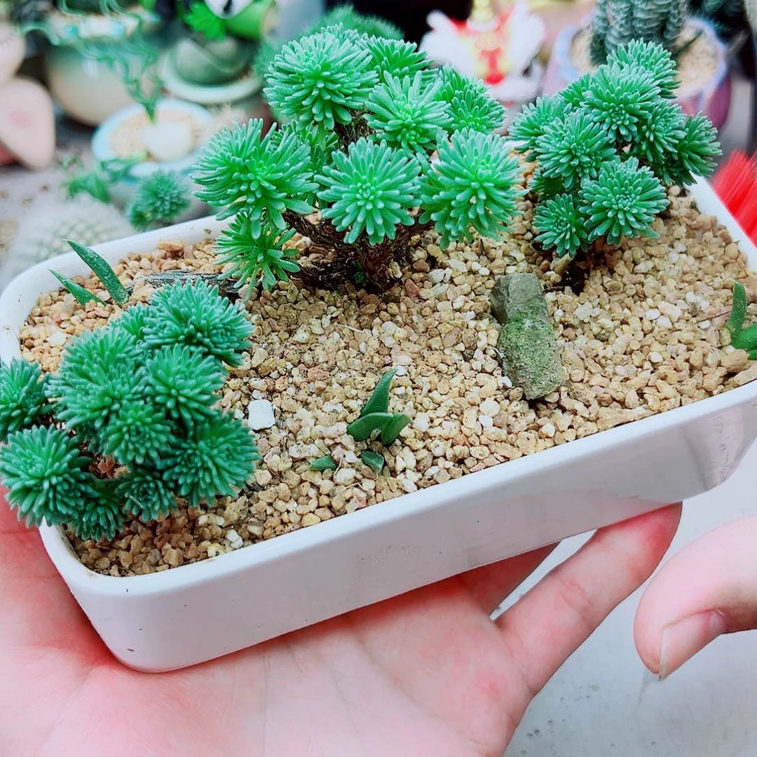 球松多肉植物一颗