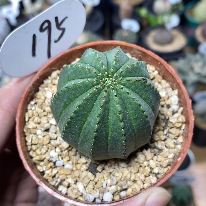 实生泰系布纹球195号4.9cm