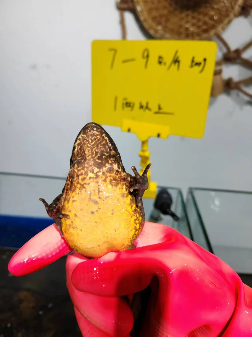 长白山河鲜不送公