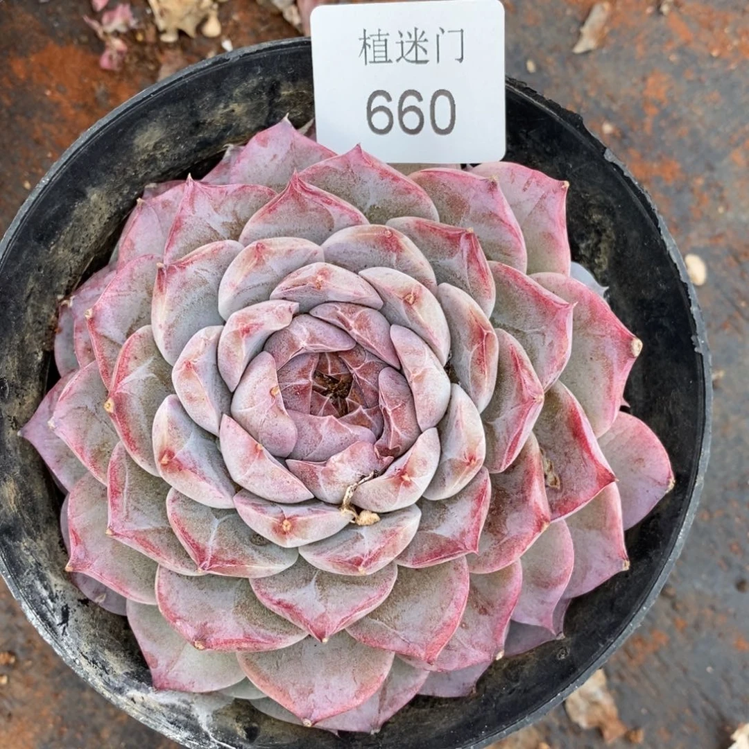 用****4杂交精品多肉660