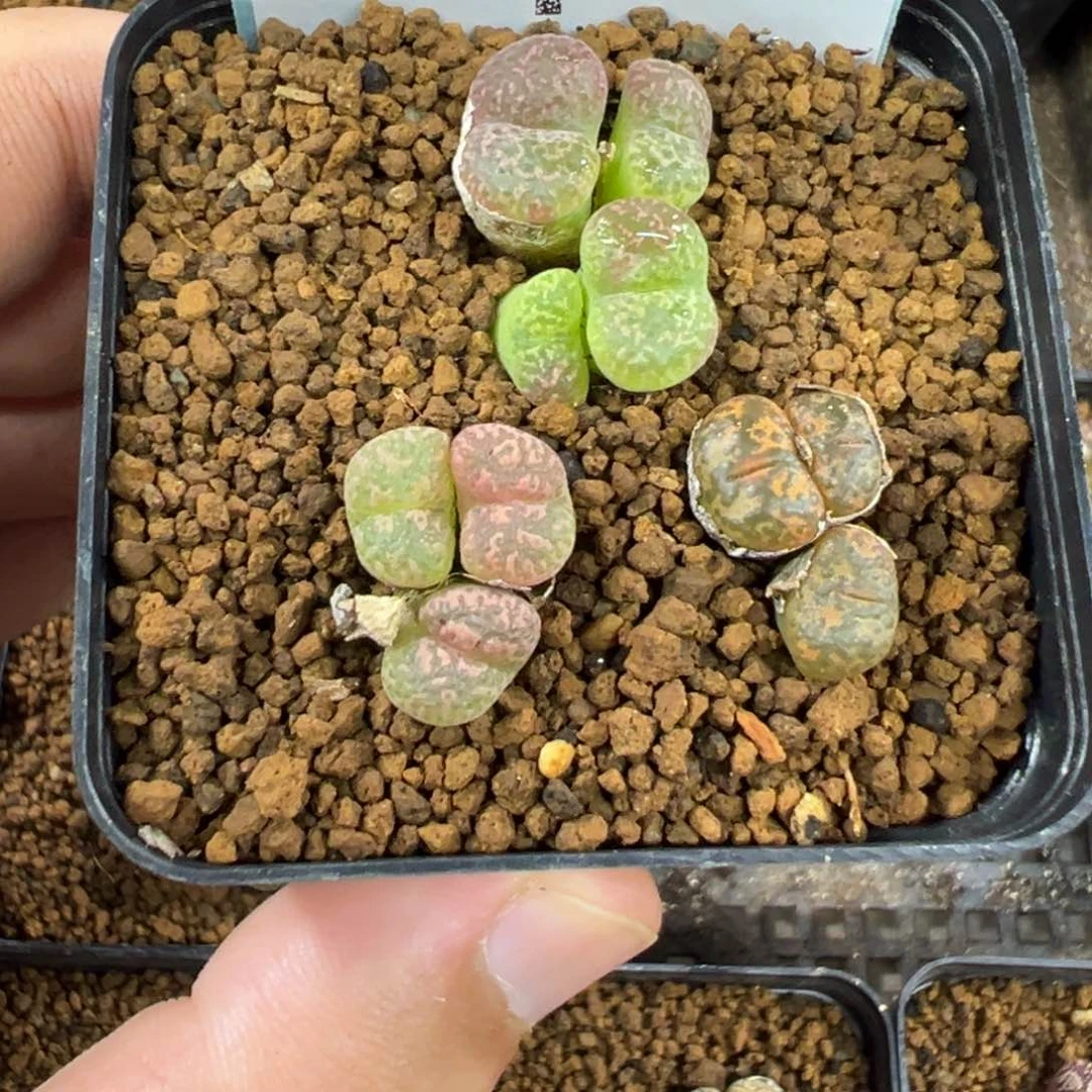 17-98肉锥多肉植物