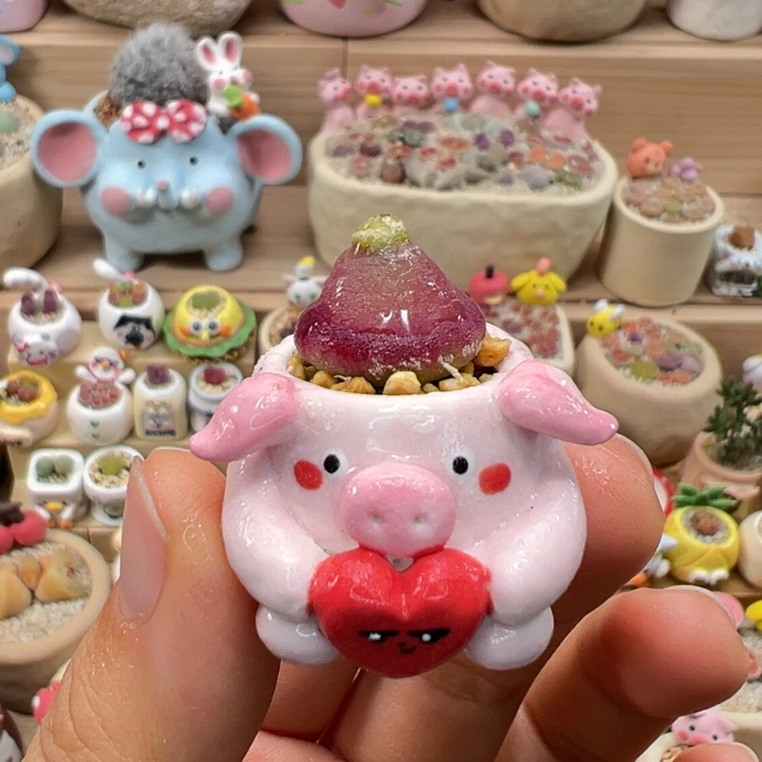 多肉植物71号灯泡