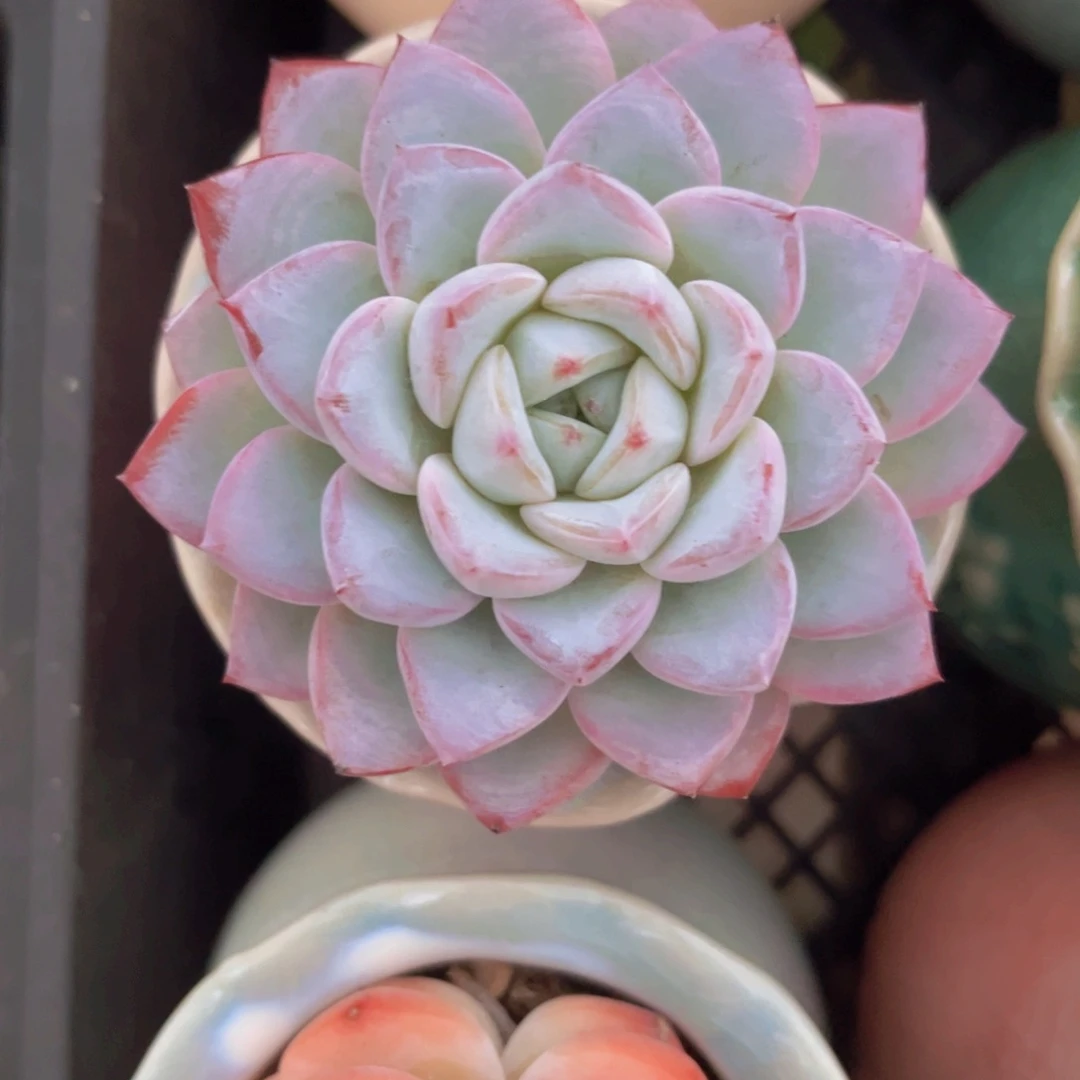 维特7.5公分999999999