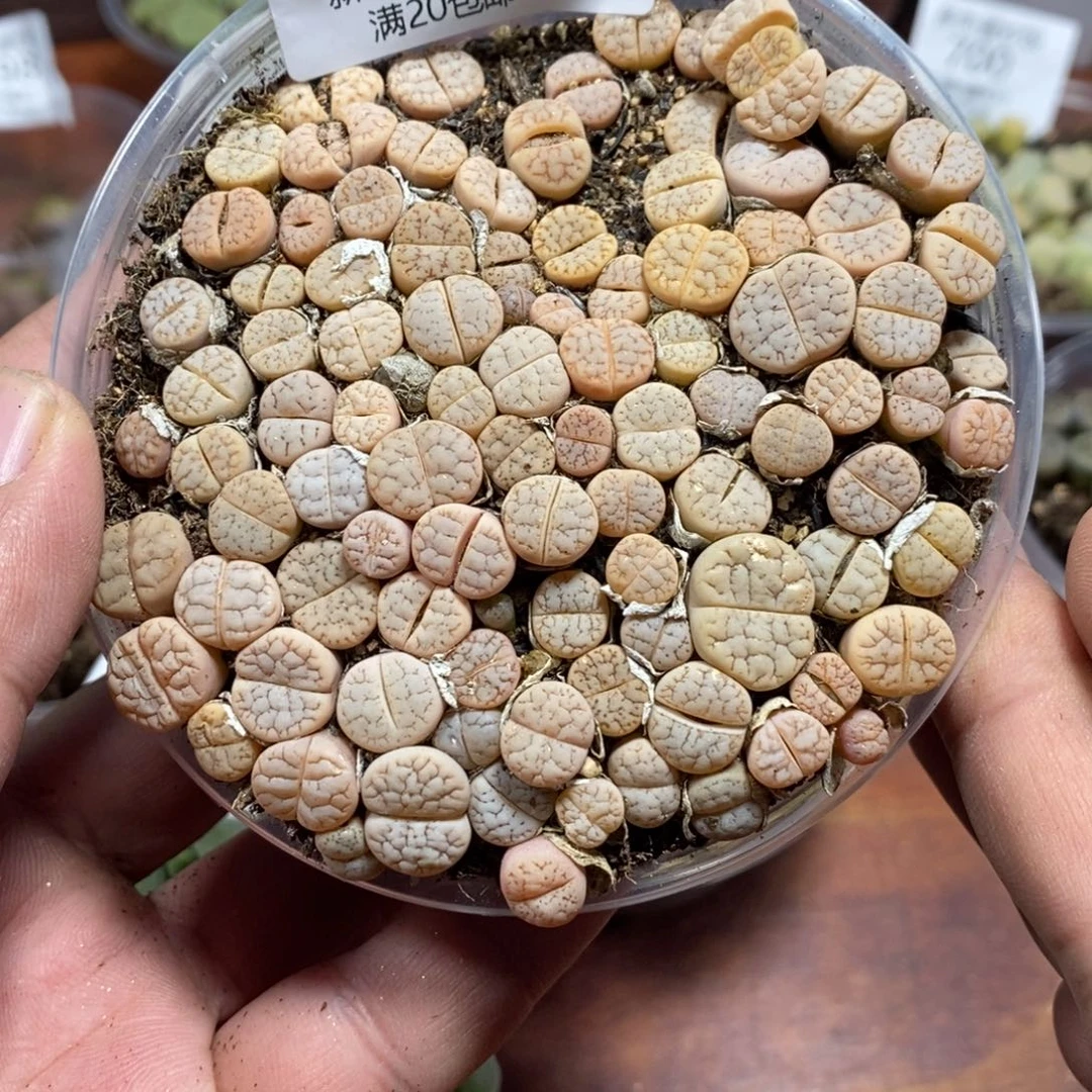 多肉蛋炒饭感谢您相伴708