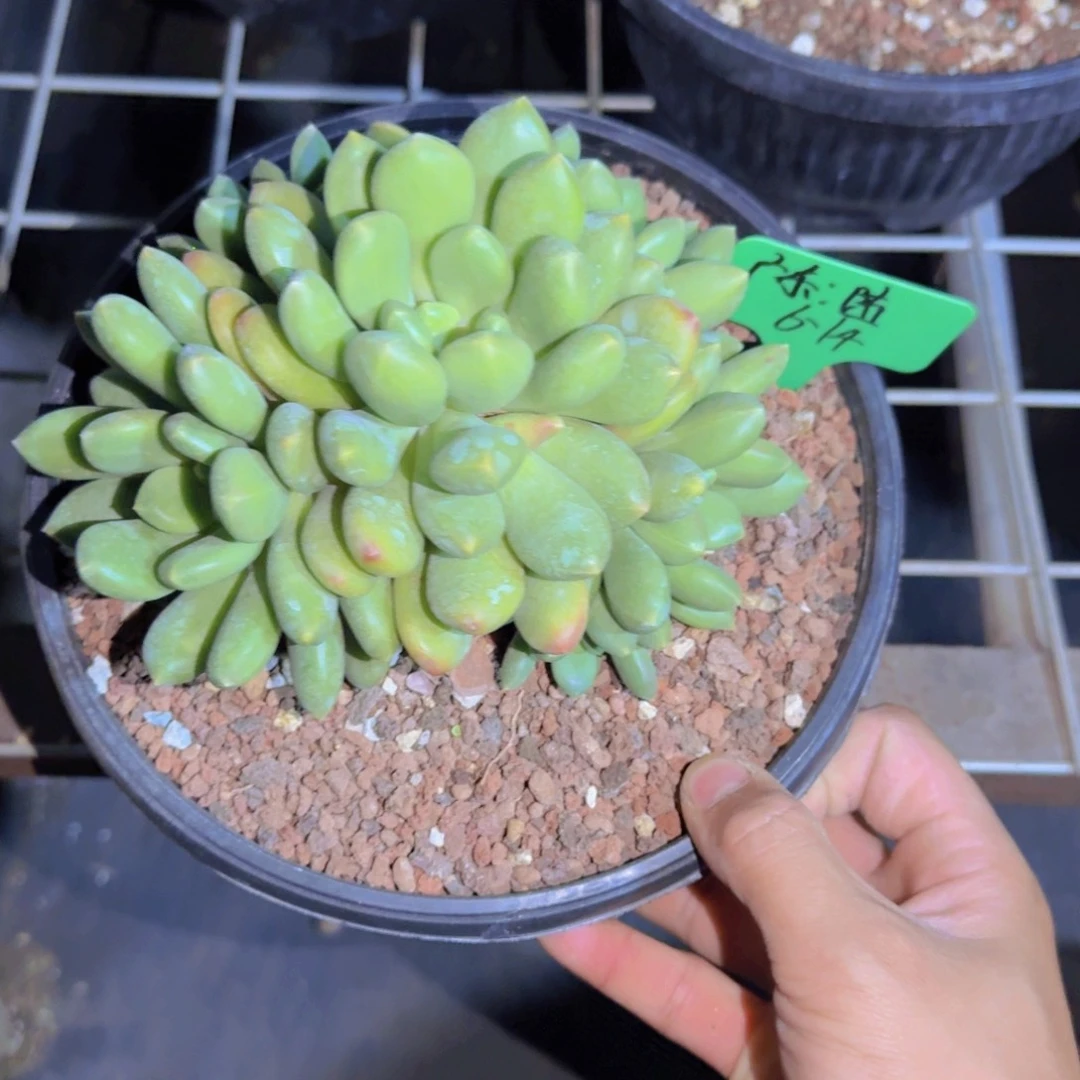 遇***爱X 系多肉植物 0000000