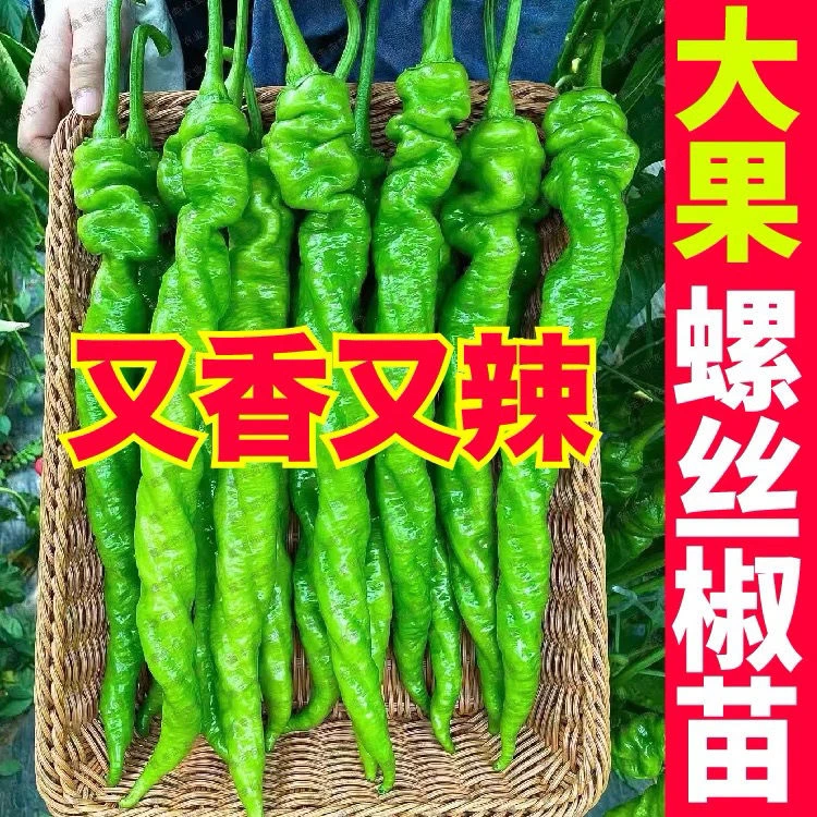 大果螺丝椒苗辣椒苗秧高产巨型陇椒螺丝椒种籽薄皮南方四季蔬菜苗