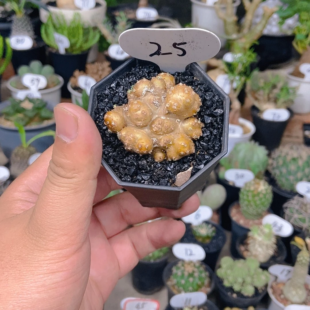 格加厚盾局一物一拍