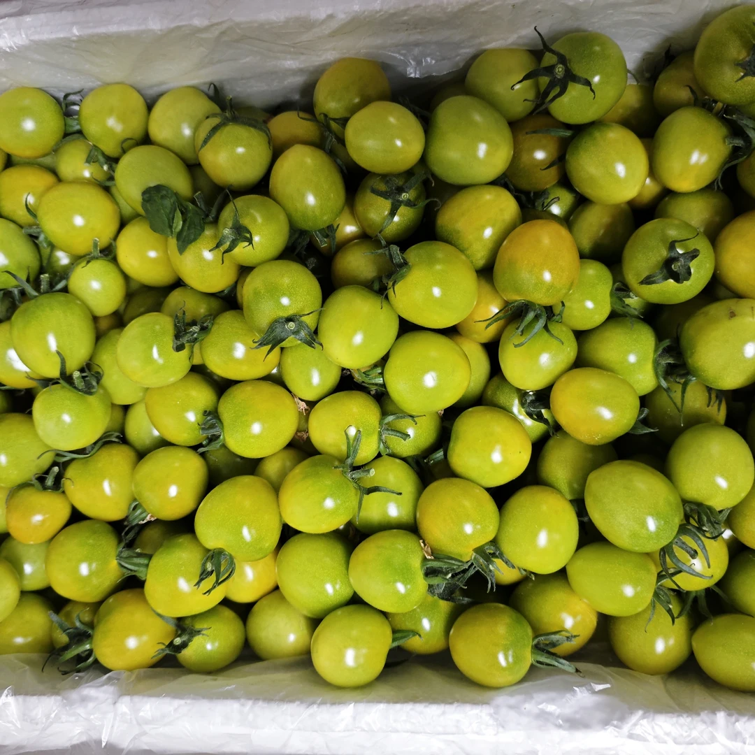 现摘青甜二号瀑汁小番茄西红柿自然成熟儿时味道（果）