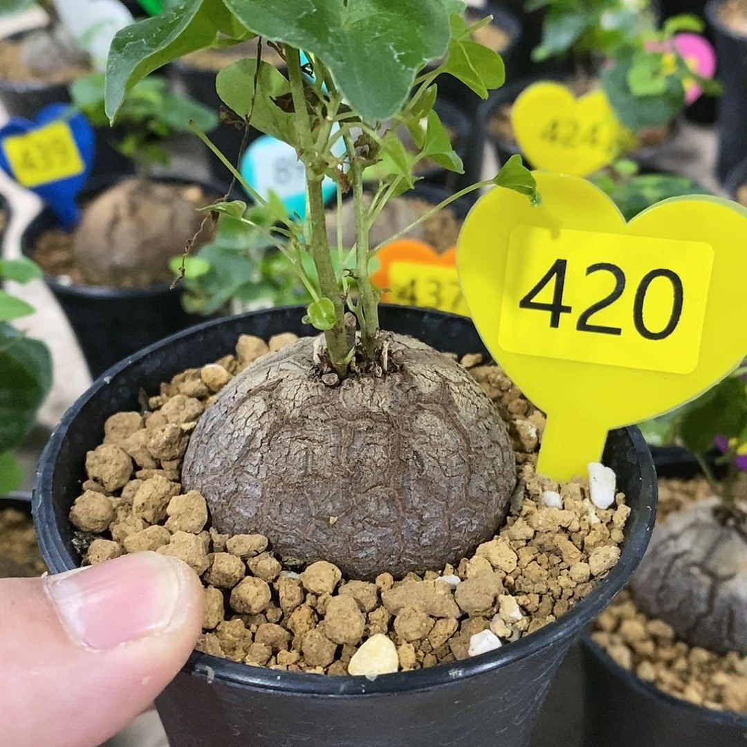 南非龟甲龙龟甲龙