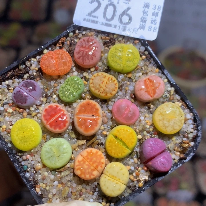 精品生石花121.206