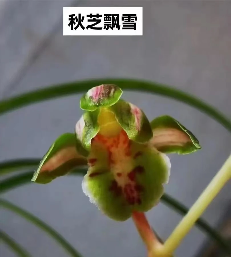 秋芝直播间一物一拍