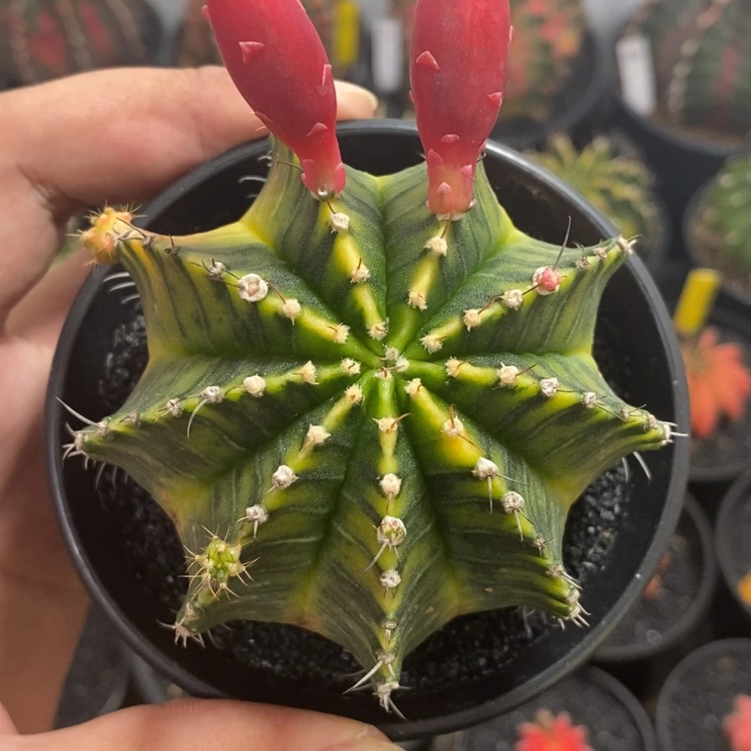 泰系全品米哈—带盆土发货39