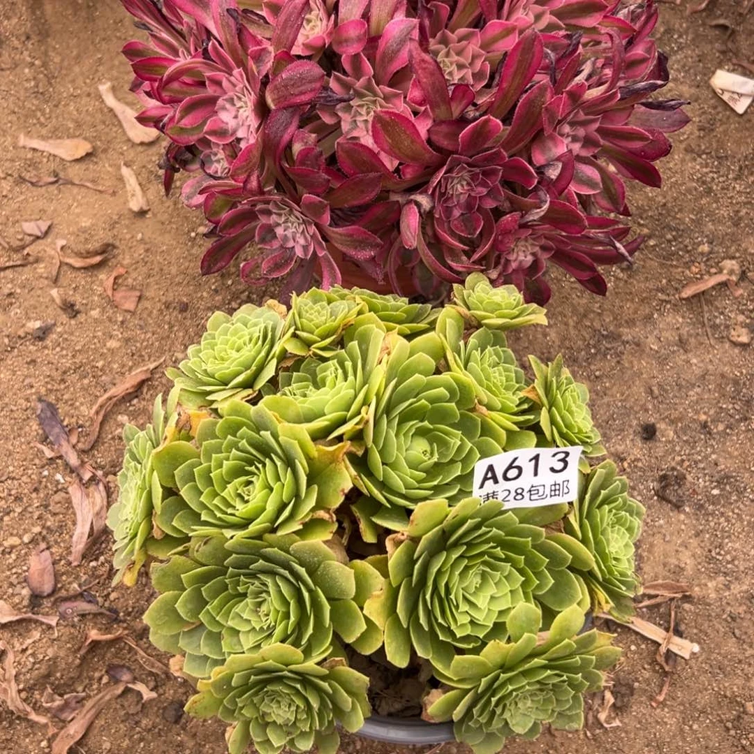 613多肉  2颗