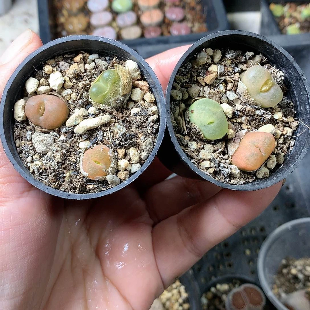 W335多肉植物保护