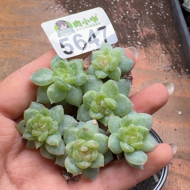 杨***丫多肉植物多肉植物