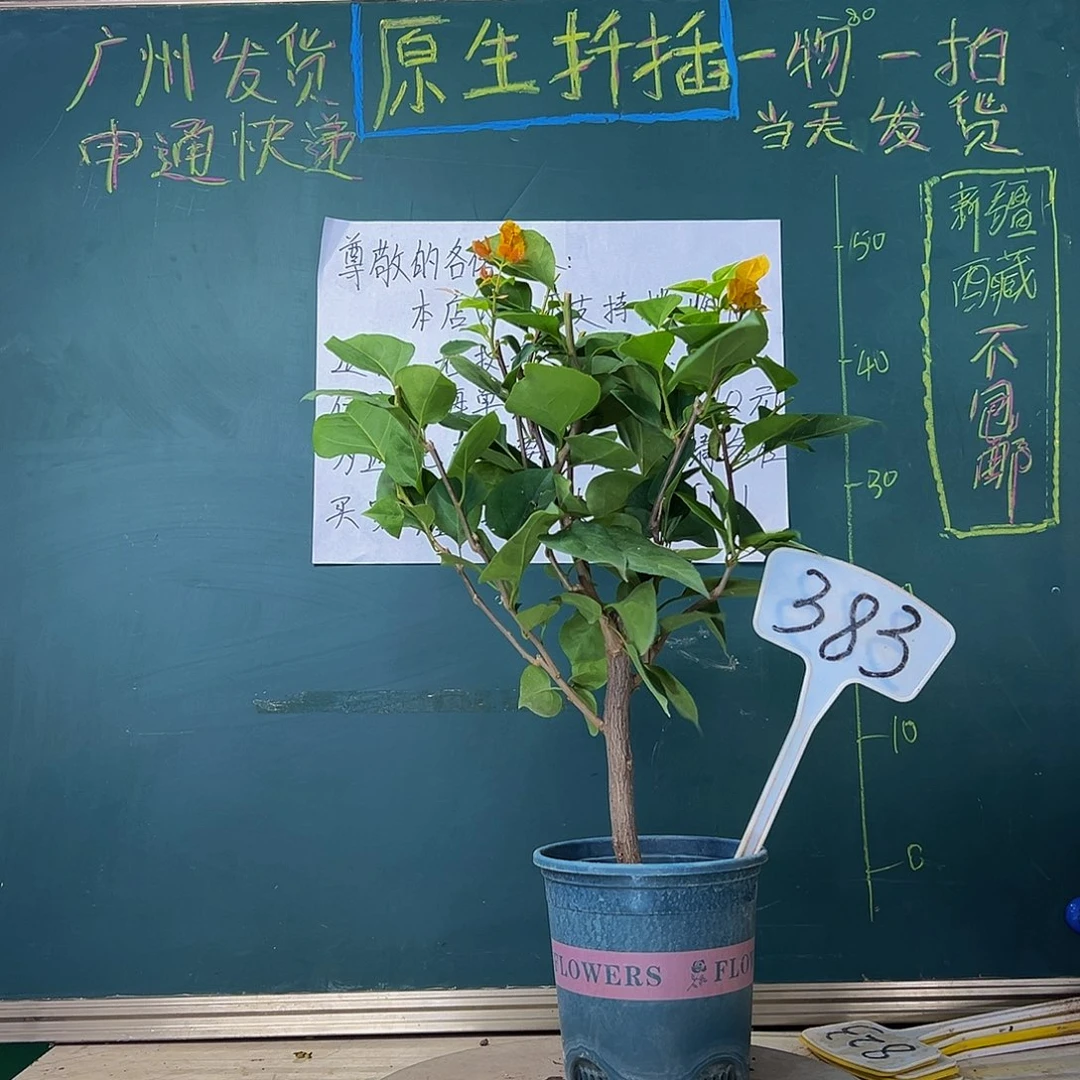 当前无花栽培后可以开花加州黄金383