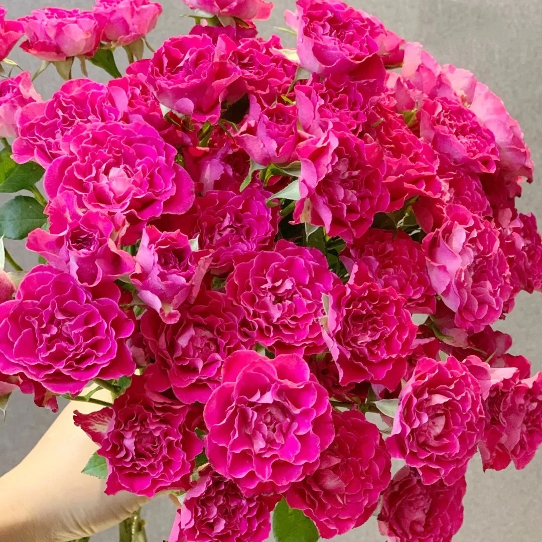 【花之物语】多桃玫瑰 包邮