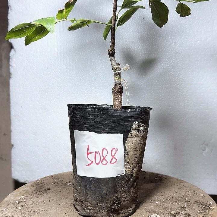 如***在无花朵芽变杯苗5088