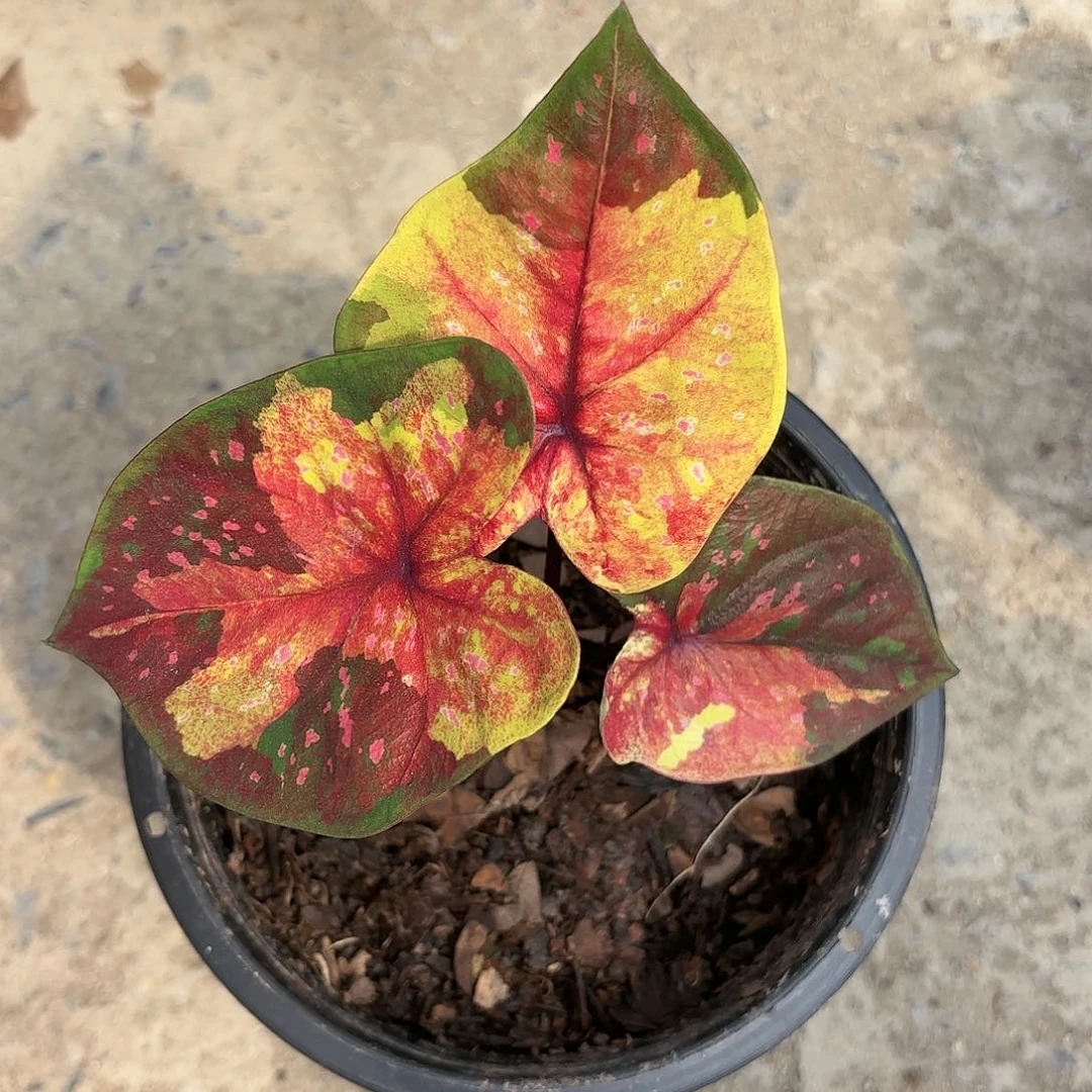 406-0117Goodnight彩叶芋泰国发货