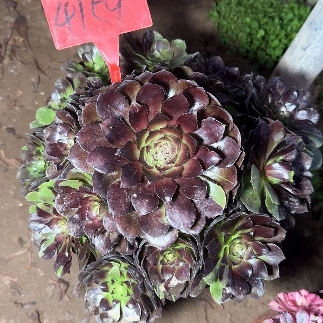 4159黑美人多肉法师铭文