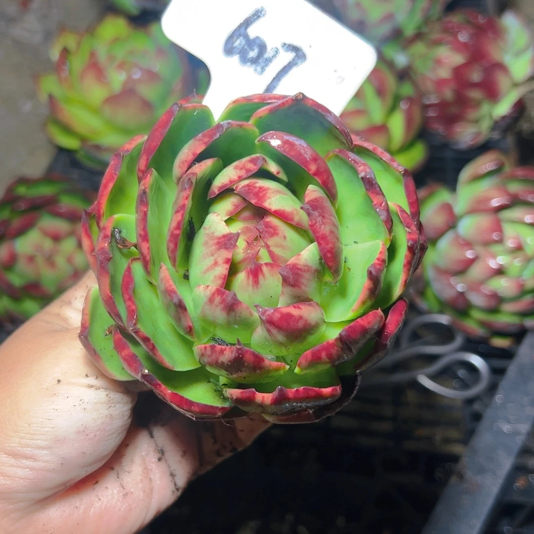 菩***，惊鸿仙子一物一拍6017号