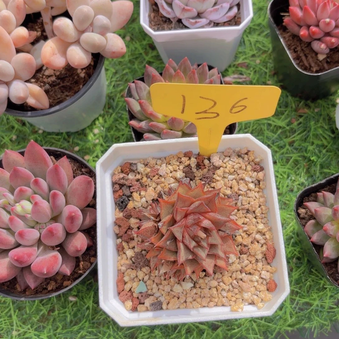 华****金啦啦啦啦啦啦啦啦啦