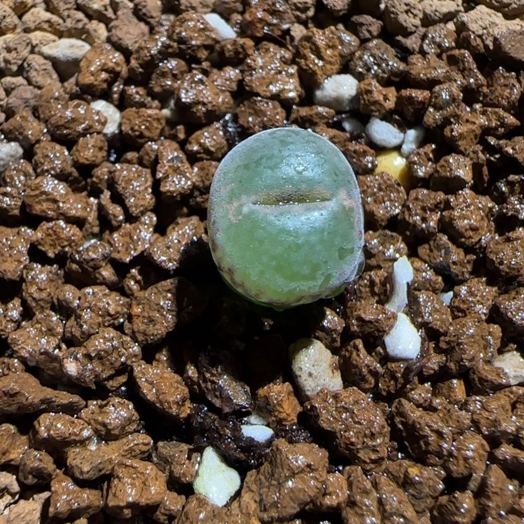 肉锥多肉植物组合-安格432