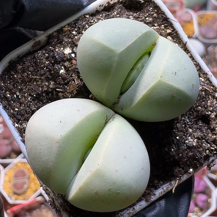 生石花1111122。    269