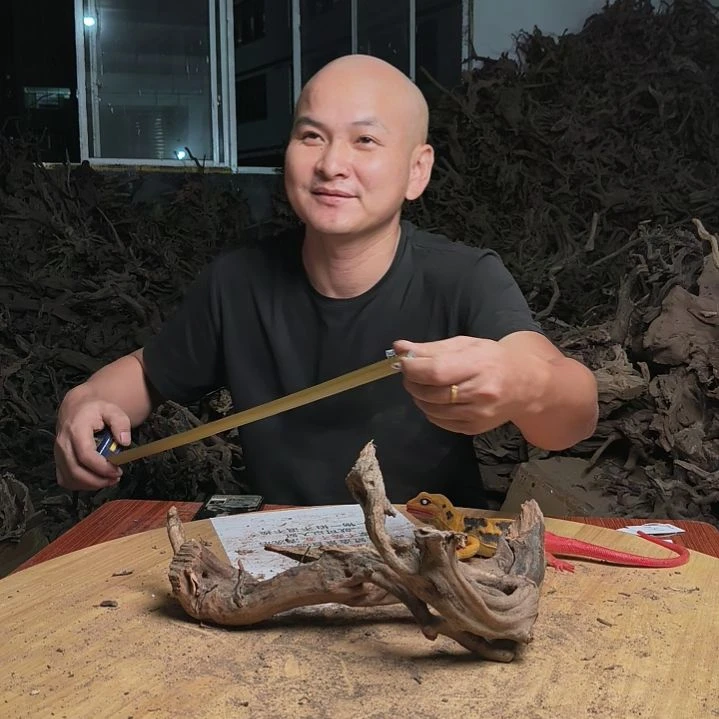木鱼缸造景杜鹃根231