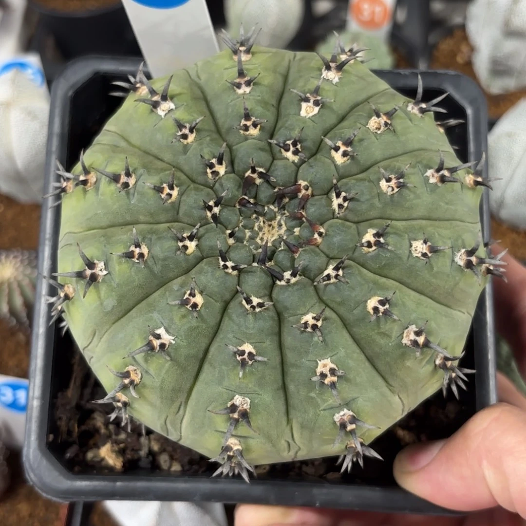 206实生大尺寸黑刺凤头带盆带土