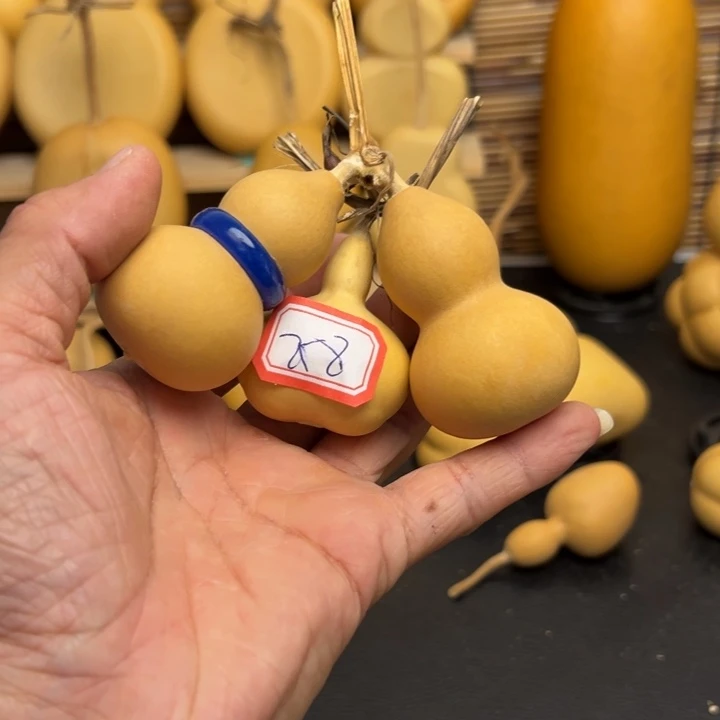 飞*55666666559995699