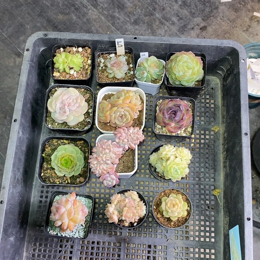 【闪购商品】初*見5号一筐13颗多肉